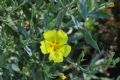 Halimium halimifolium